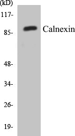 Calnexin Colorimetric Cell-Based ELISA Kit