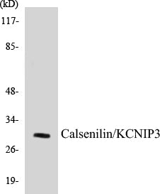 Calsenilin/KCNIP3 Colorimetric Cell-Based ELISA Kit