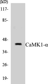 CaMK1-alpha Colorimetric Cell-Based ELISA Kit