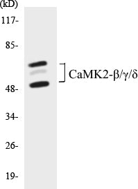CaMK2-beta/gamma/delta Colorimetric Cell-Based ELISA Kit