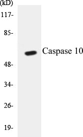 Caspase 10 Colorimetric Cell-Based ELISA Kit