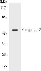 Caspase 2 Colorimetric Cell-Based ELISA Kit