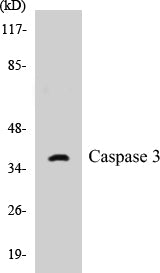 Caspase 3 Colorimetric Cell-Based ELISA Kit