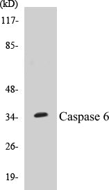 Caspase 6 Colorimetric Cell-Based ELISA Kit