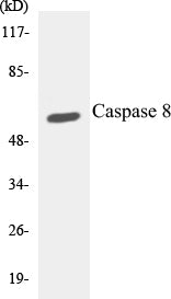 Caspase 8 Colorimetric Cell-Based ELISA Kit