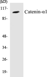 Catenin-alpha1 Colorimetric Cell-Based ELISA Kit