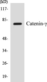 Catenin-gamma Colorimetric Cell-Based ELISA Kit