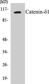 Catenin-delta1 Colorimetric Cell-Based ELISA Kit