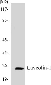 Caveolin-1 Colorimetric Cell-Based ELISA Kit
