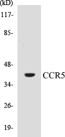 CCR5 Colorimetric Cell-Based ELISA Kit