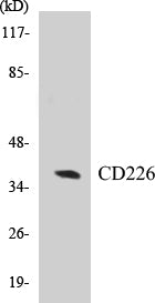 CD226 Colorimetric Cell-Based ELISA Kit