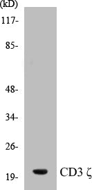 CD3 zeta Colorimetric Cell-Based ELISA Kit