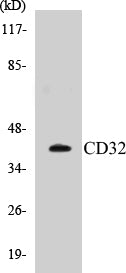 CD32 Colorimetric Cell-Based ELISA Kit