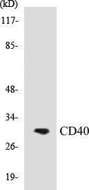 CD40 Colorimetric Cell-Based ELISA Kit