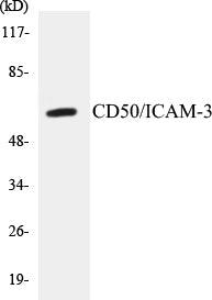CD50/ICAM-3 Colorimetric Cell-Based ELISA Kit