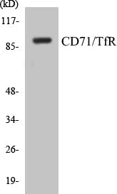 CD71/TfR Colorimetric Cell-Based ELISA Kit