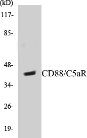 CD88/C5aR Colorimetric Cell-Based ELISA Kit