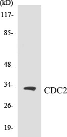 CDC2 Colorimetric Cell-Based ELISA Kit