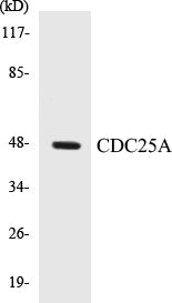 CDC25A Colorimetric Cell-Based ELISA Kit