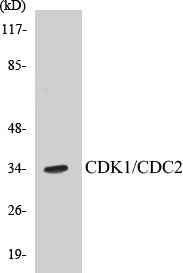 CDK1/CDC2 Colorimetric Cell-Based ELISA Kit