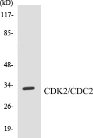 CDK2 Colorimetric Cell-Based ELISA Kit