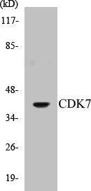 CDK7 Colorimetric Cell-Based ELISA Kit