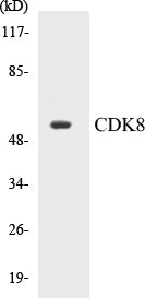 CDK8 Colorimetric Cell-Based ELISA Kit