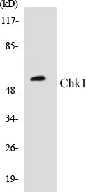 Chk1 Colorimetric Cell-Based ELISA Kit