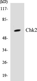 Chk2 Colorimetric Cell-Based ELISA Kit