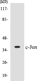 c-Jun Colorimetric Cell-Based ELISA Kit