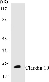 Claudin 10 Colorimetric Cell-Based ELISA Kit
