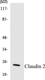 Claudin 2 Colorimetric Cell-Based ELISA Kit