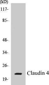 Claudin 4 Colorimetric Cell-Based ELISA Kit