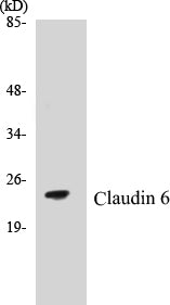 Claudin 6 Colorimetric Cell-Based ELISA Kit