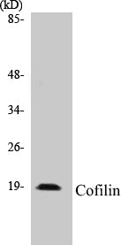 Cofilin Colorimetric Cell-Based ELISA Kit