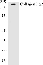 Collagen I alpha2 Colorimetric Cell-Based ELISA Kit