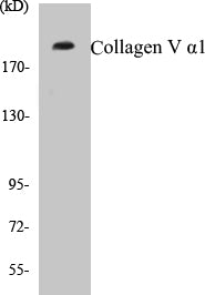 Collagen V alpha1 Colorimetric Cell-Based ELISA Kit
