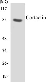 Cortactin Colorimetric Cell-Based ELISA Kit