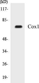 Cox1 Colorimetric Cell-Based ELISA Kit