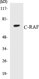 C-RAF Colorimetric Cell-Based ELISA Kit
