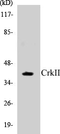 CrkII Colorimetric Cell-Based ELISA Kit