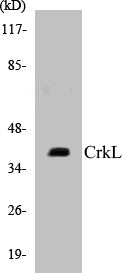 CrkL Colorimetric Cell-Based ELISA Kit