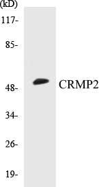CRMP2 Colorimetric Cell-Based ELISA Kit