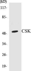 CSK Colorimetric Cell-Based ELISA Kit