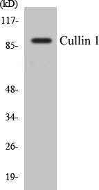 Cullin 1 Colorimetric Cell-Based ELISA Kit