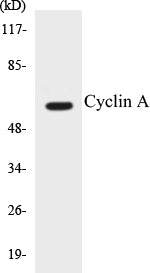 Cyclin A Colorimetric Cell-Based ELISA Kit