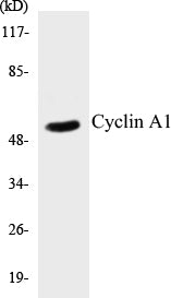 Cyclin A1 Colorimetric Cell-Based ELISA Kit