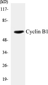 Cyclin B1 Colorimetric Cell-Based ELISA Kit