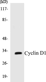Cyclin D1 Colorimetric Cell-Based ELISA Kit