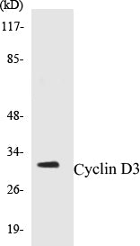 Cyclin D3 Colorimetric Cell-Based ELISA Kit